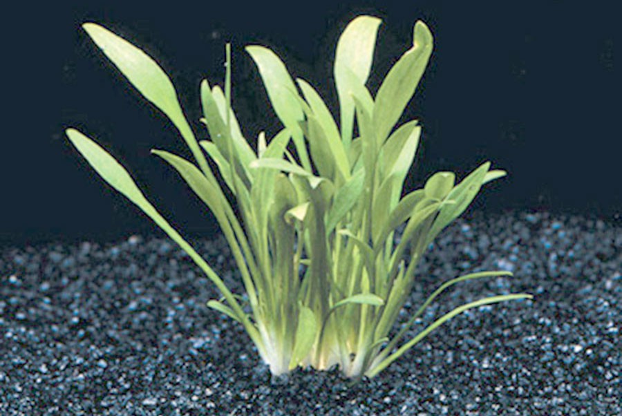 Cryptocoryne Parva 3