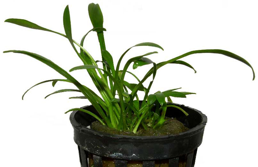Cryptocoryne Parva 4