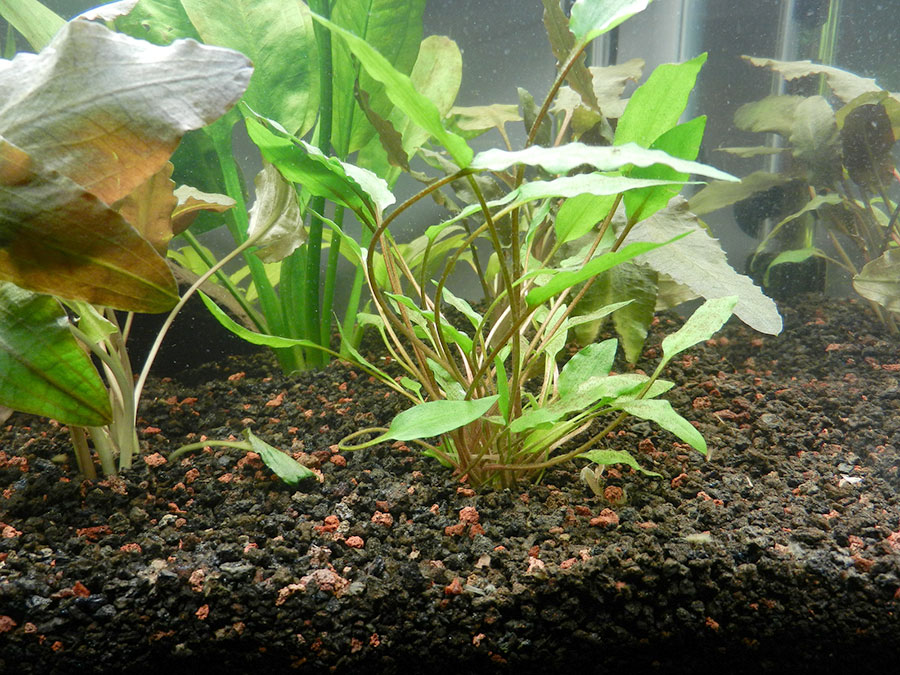 Cryptocoryne Parva 5