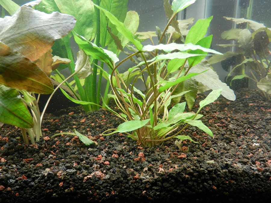 Cryptocoryne Parva 5