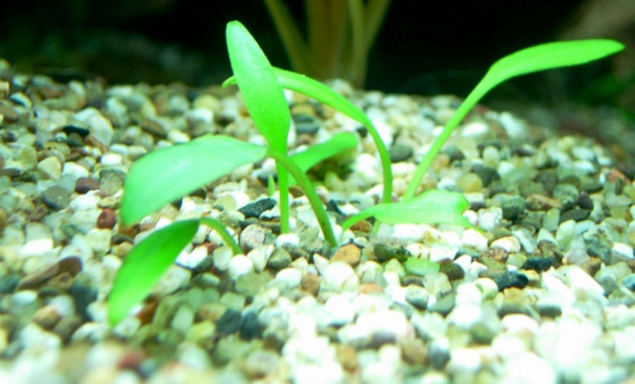 Cryptocoryne Parva 6