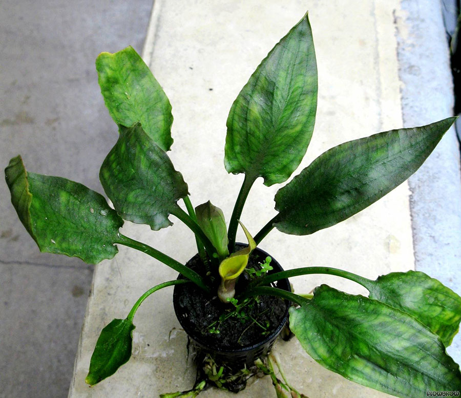 Cryptocoryne Pontederiifolia 2