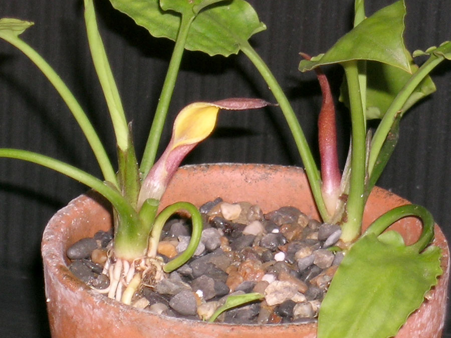Cryptocoryne Pontederiifolia 3