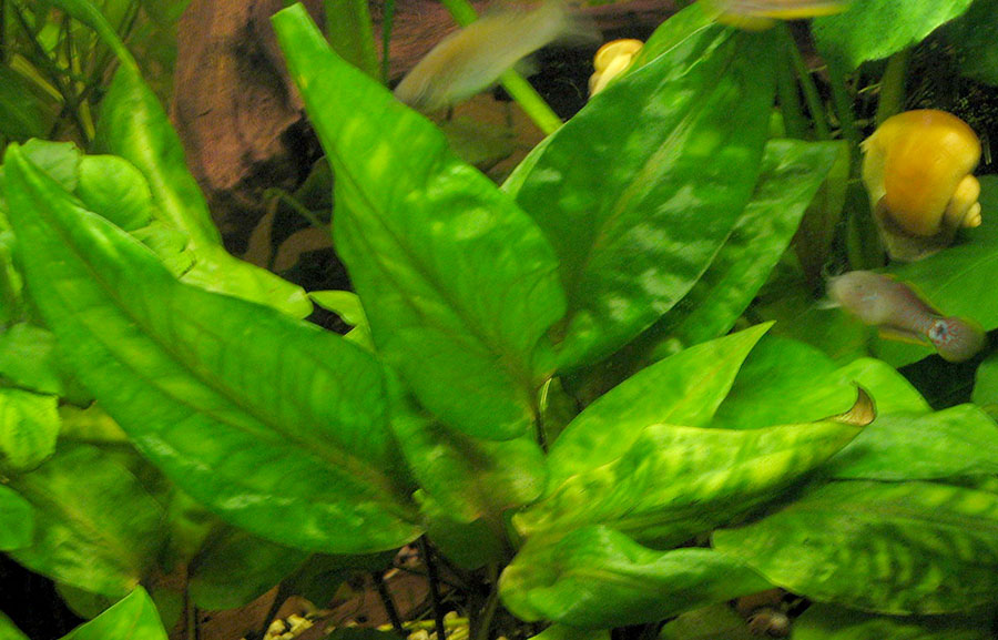 Cryptocoryne Pontederiifolia 4