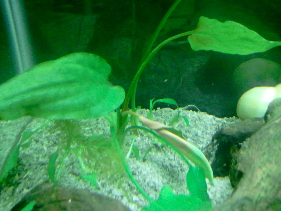 Cryptocoryne Pontederiifolia 5