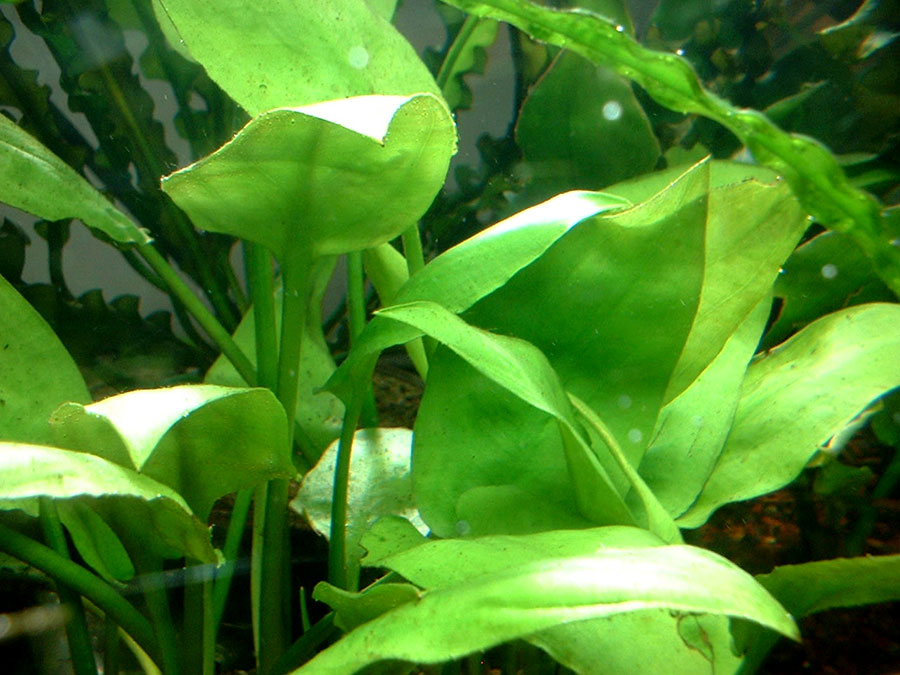Cryptocoryne Pontederiifolia 6