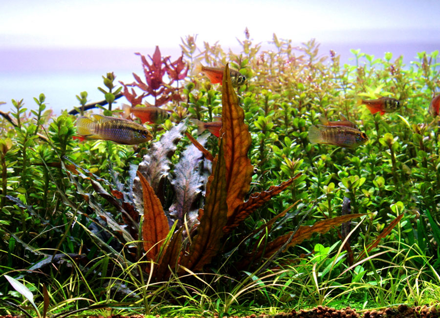 Cryptocoryne Undulata 2