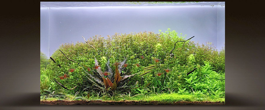 Cryptocoryne Undulata 3
