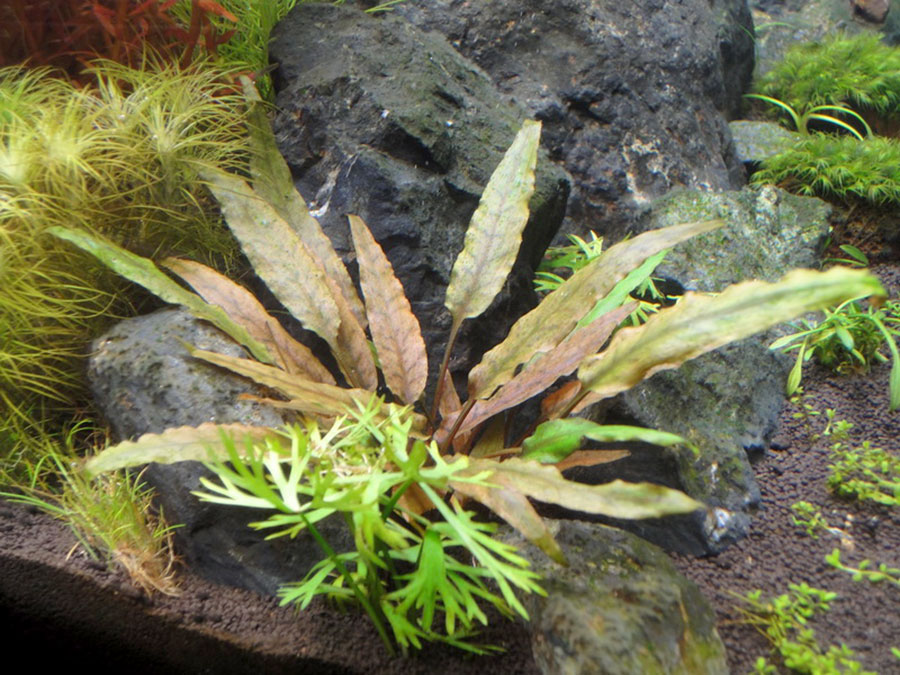 Cryptocoryne Undulata 4