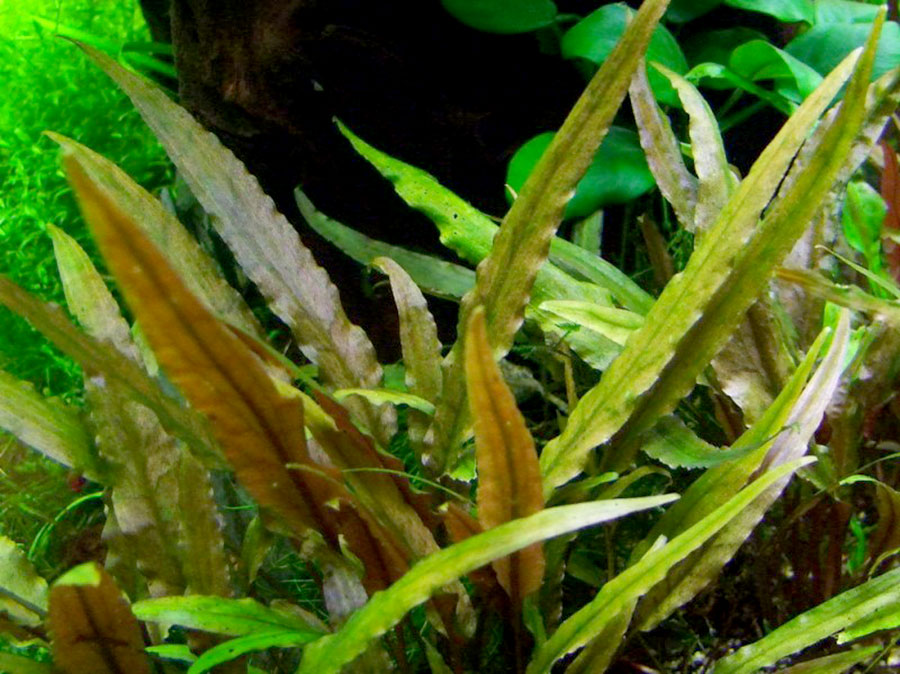 Cryptocoryne Undulata 5