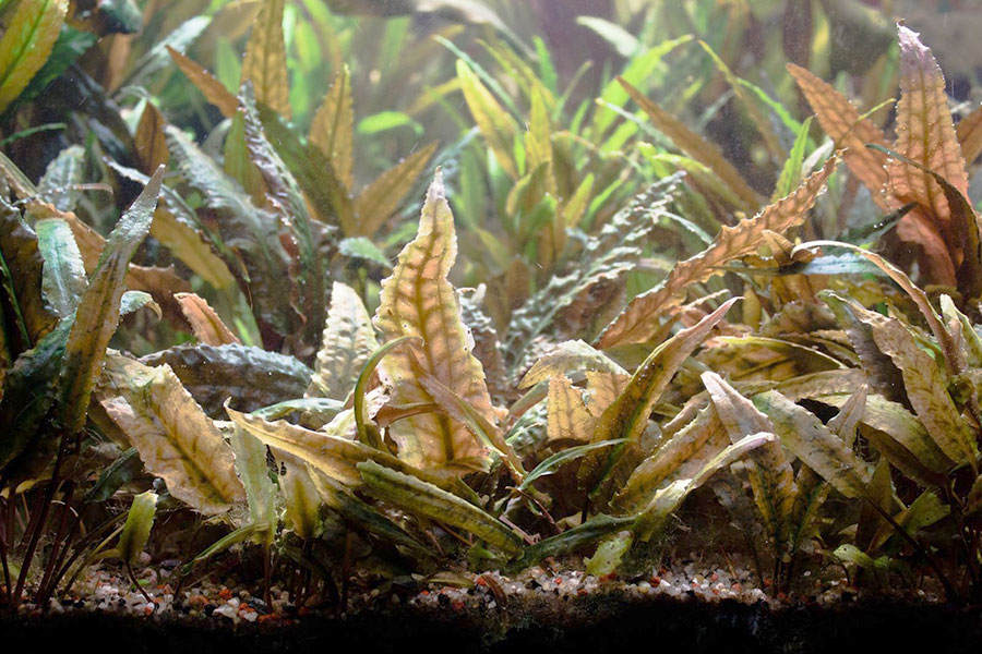 Cryptocoryne Undulata 6