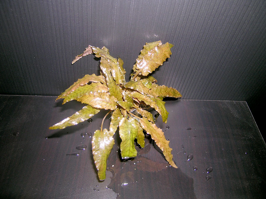 Trompeta de agua