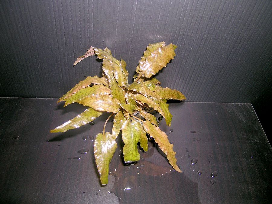 Trompeta de agua