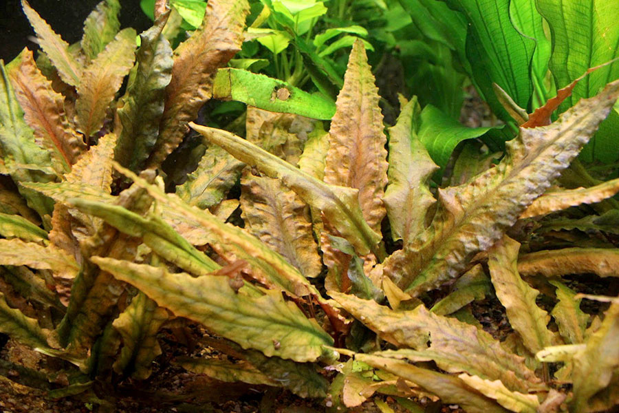 Cryptocoryne Wendtii 2