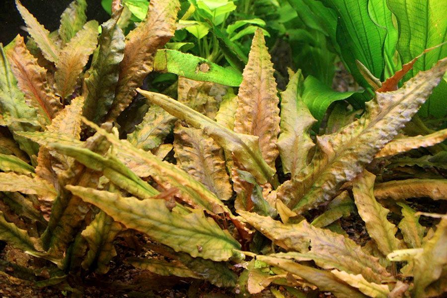 Cryptocoryne Wendtii 2