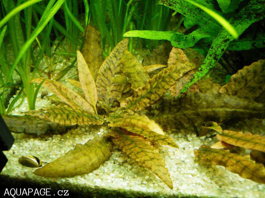Cryptocoryne Wendtii 3