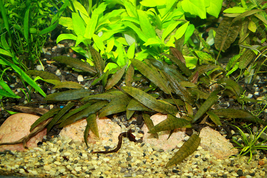 Cryptocoryne Wendtii 4