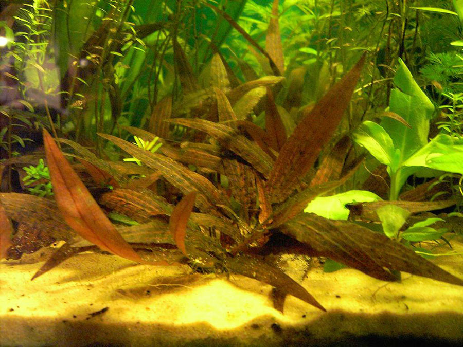 Cryptocoryne Wendtii 5