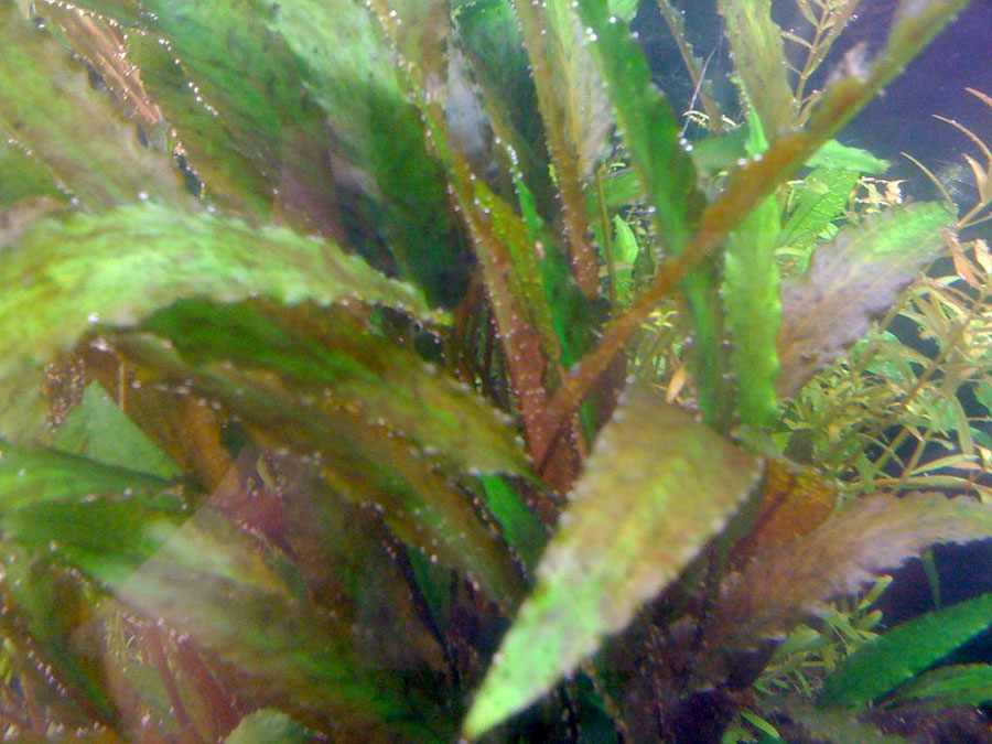 Cryptocoryne Wendtii 6
