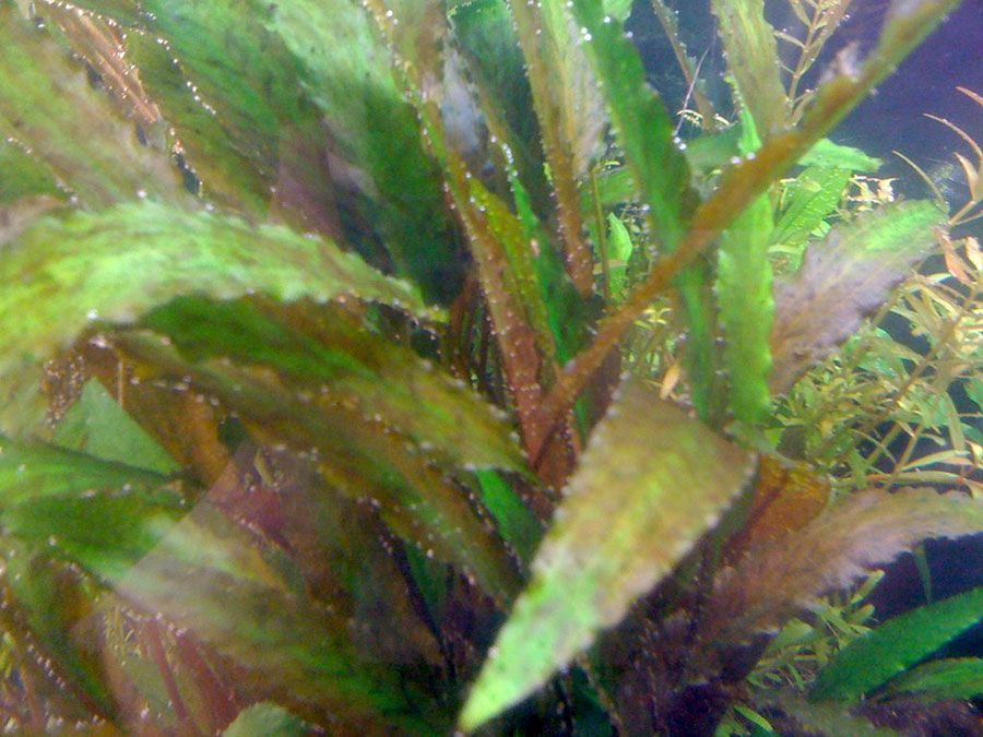 Cryptocoryne Wendtii 6