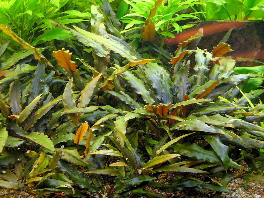 Cryptocoryne wendtii marrón