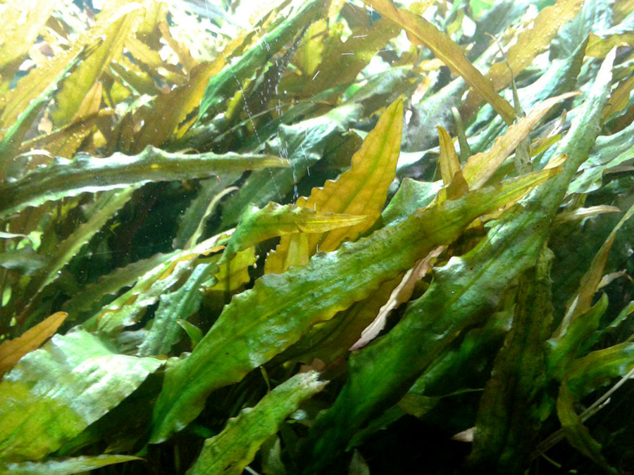 Cryptocoryne Wendtii 'Brown' 2