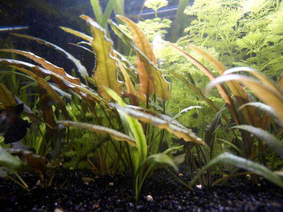 Cryptocoryne Wendtii 'Brown' 3