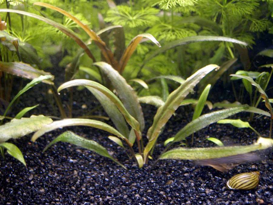 Cryptocoryne Wendtii 'Brown' 4
