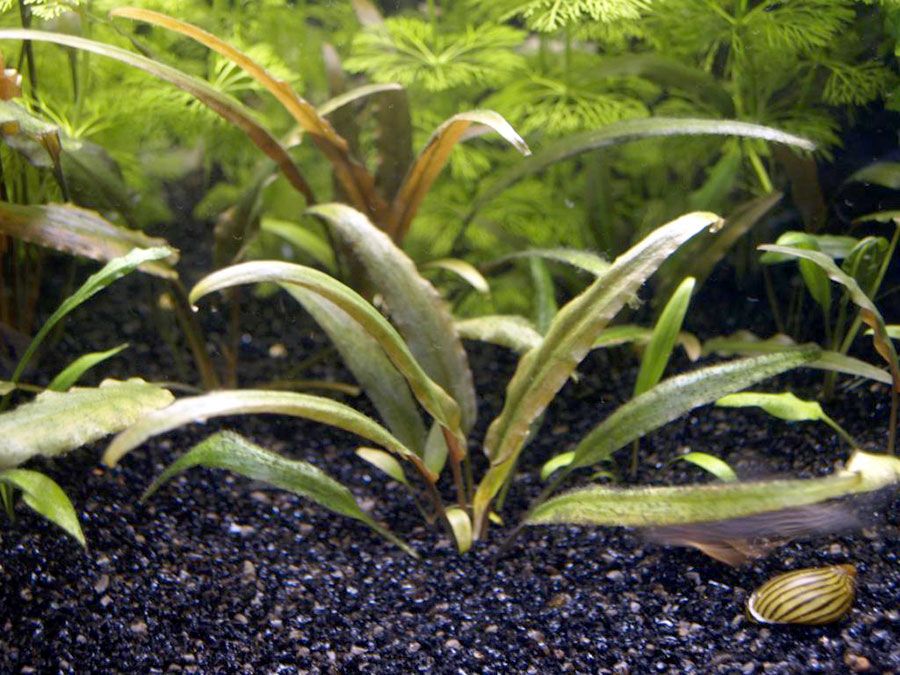 Cryptocoryne Wendtii 'Brown' 4