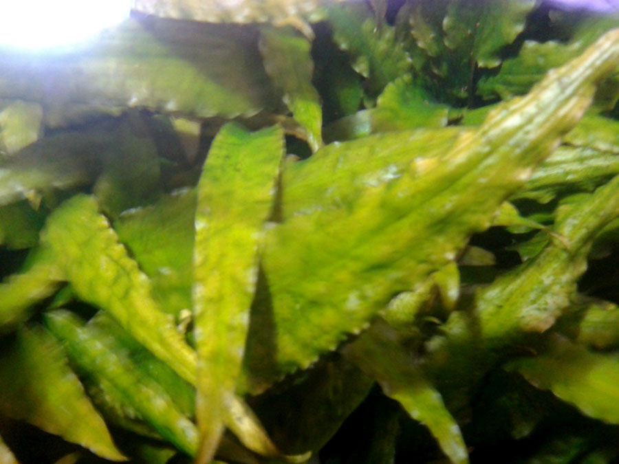 Cryptocoryne Wendtii 'Brown' 5