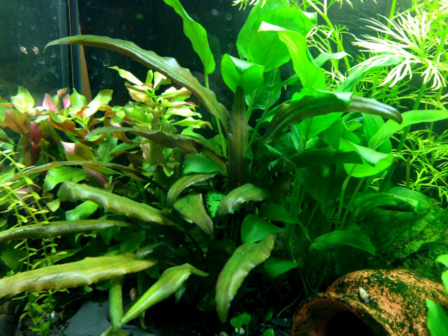 Cryptocoryne Wendtii 'Brown' 6