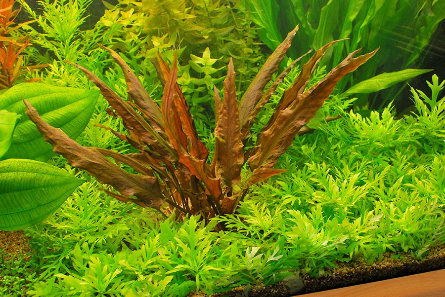 Cryptocoryne Wendtii 'Mi Oya'