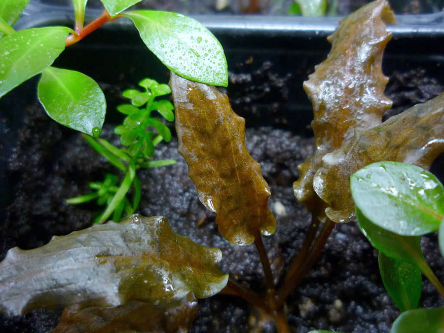 Cryptocoryne Wendtii 'Mi Oya' 2