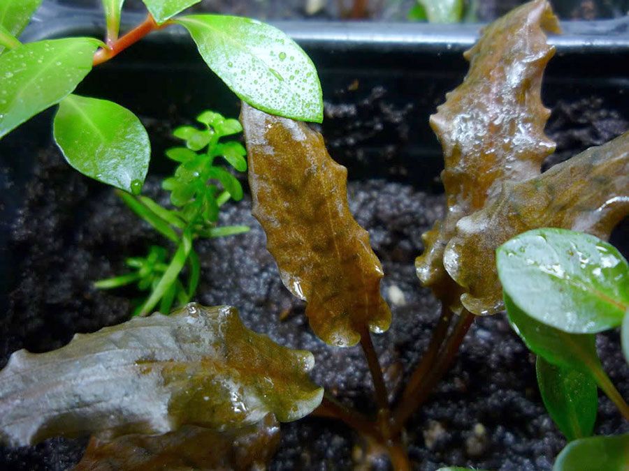 Cryptocoryne Wendtii 'Mi Oya' 2