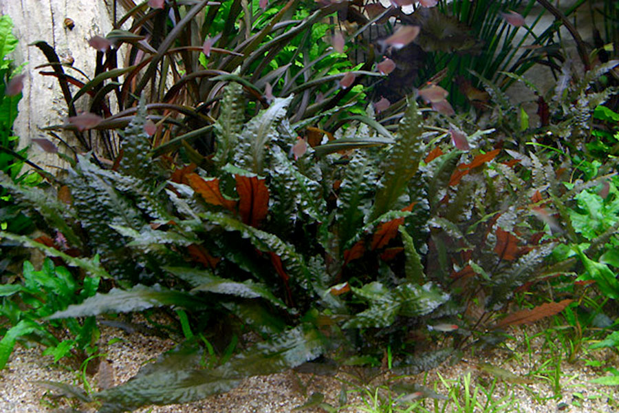 Cryptocoryne Wendtii 'Mi Oya' 3