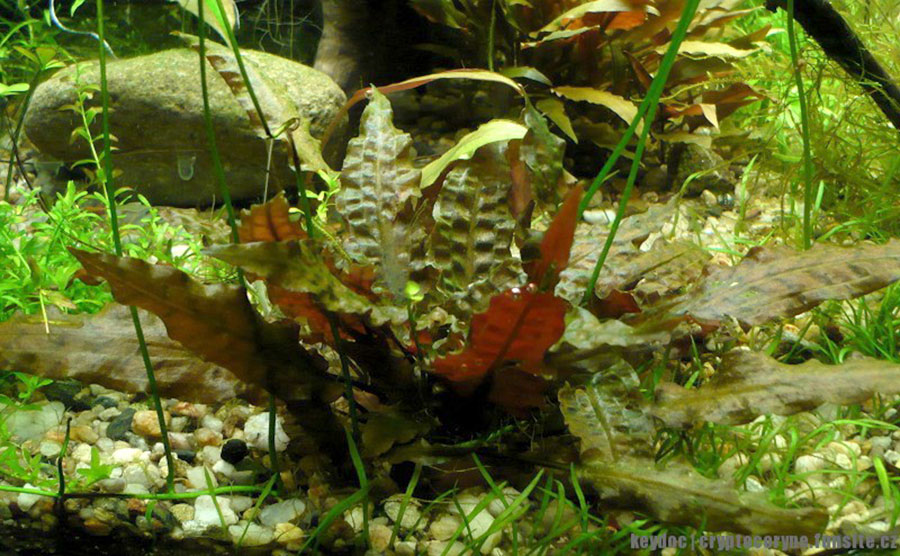Cryptocoryne Wendtii 'Mi Oya' 4