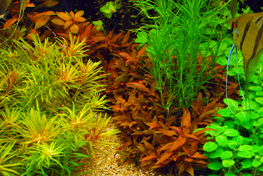 Cryptocoryne Wendtii 'Mi Oya' 5