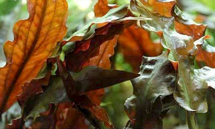 Cryptocoryne Wendtii 'Mi Oya' 6