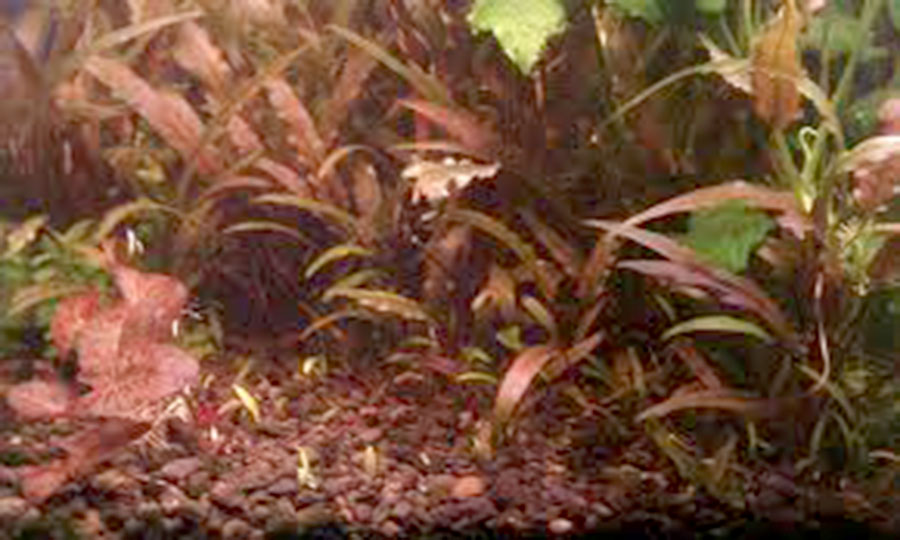 Cryptocoryne Wendtii 'Red' 2