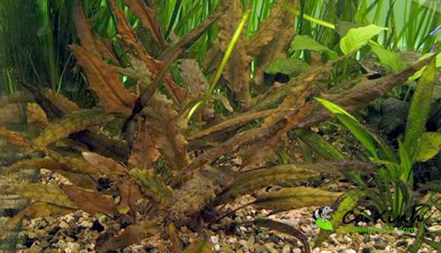Cryptocoryne Wendtii 'Red' 3