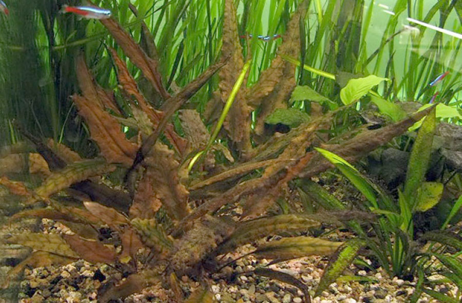 Cryptocoryne Wendtii 'Red' 4
