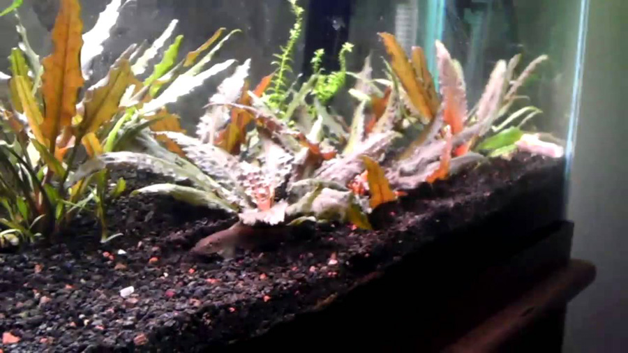 Cryptocoryne Wendtii 'Red' 5