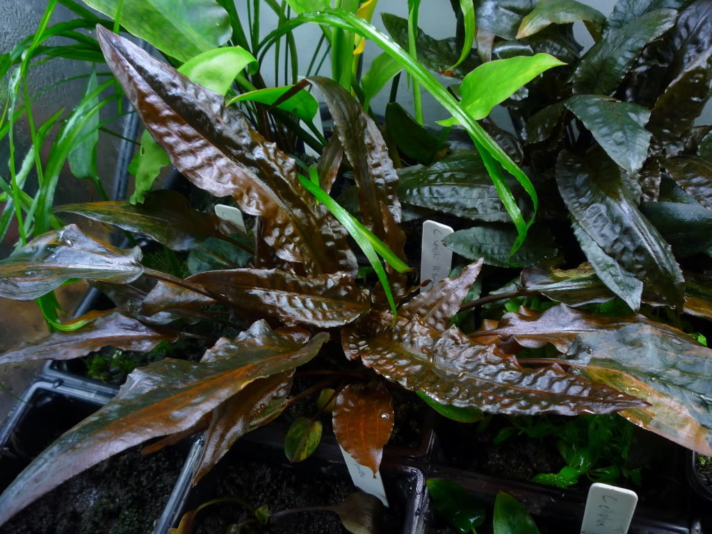 Cryptocoryne Wendtii 'Red' 6