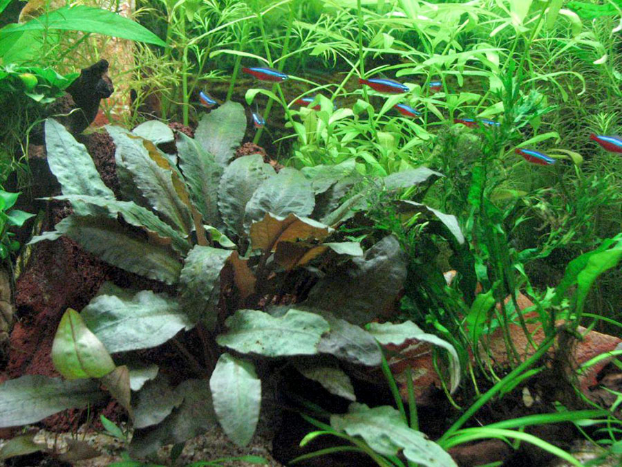 Trompeta de agua