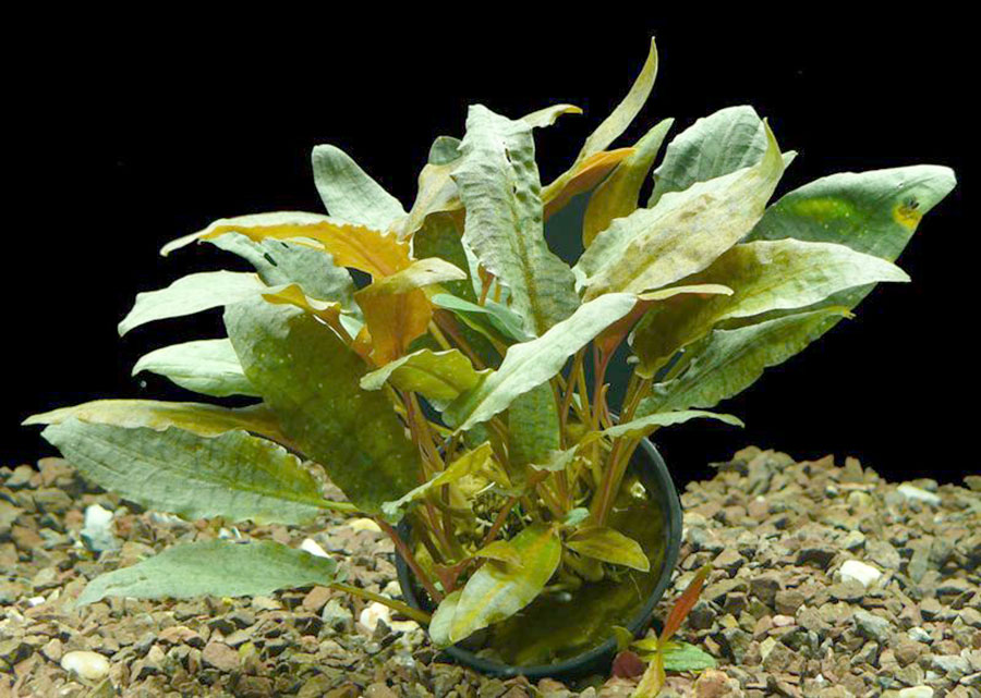 Cryptocoryne Wendtii 'Tropica' 2