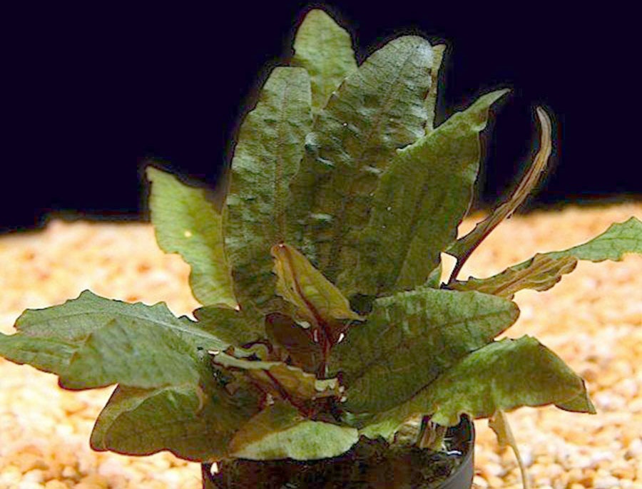 Cryptocoryne Wendtii 'Tropica' 3