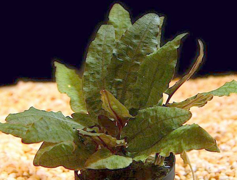 Cryptocoryne Wendtii 'Tropica' 3