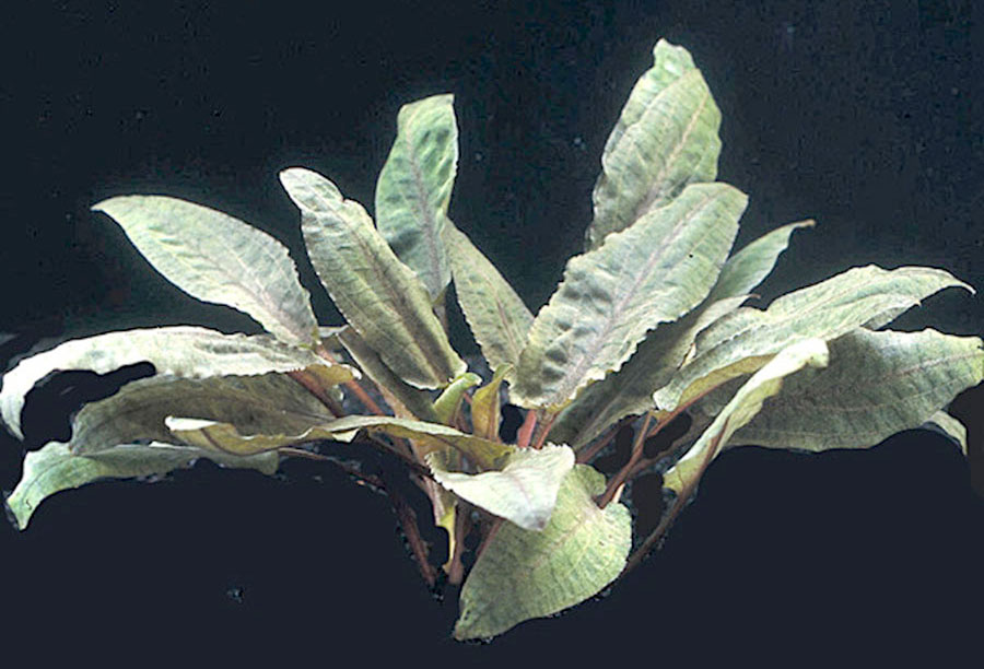 Cryptocoryne Wendtii 'Tropica' 4