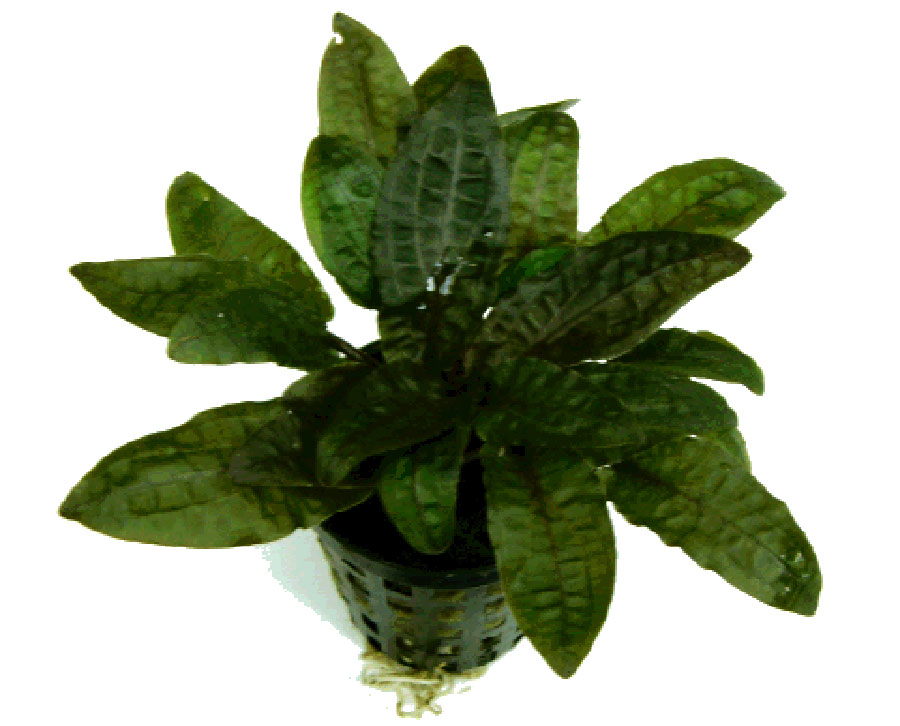 Cryptocoryne Wendtii 'Tropica' 5
