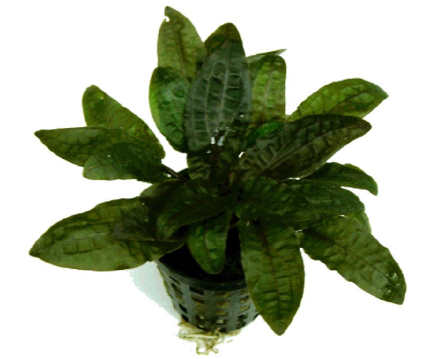 Cryptocoryne Wendtii 'Tropica' 5